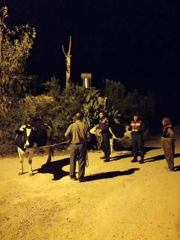 Sahibinin 'çalındı' dediği inekler, otlarken bulundu