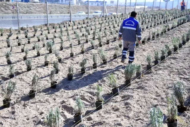 Başkent'i lavanta kokuları saracak