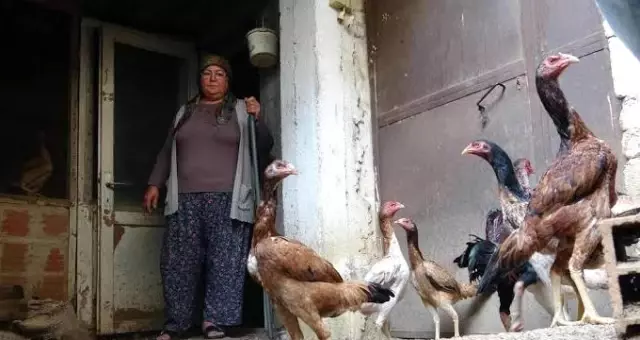 Hobi olarak yaptıkları Hint horozu yetiştiriciliği, geçim kaynakları oldu