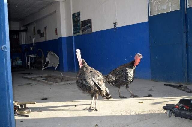 Kesmek için aldığı hindilere kıyamayınca sanayide çiftlik kurdu