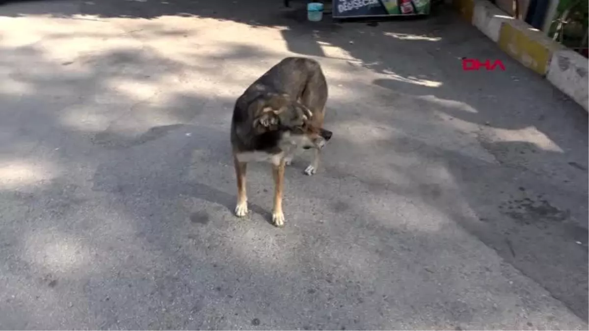 Sevimli dost babür, tedavi bekliyor