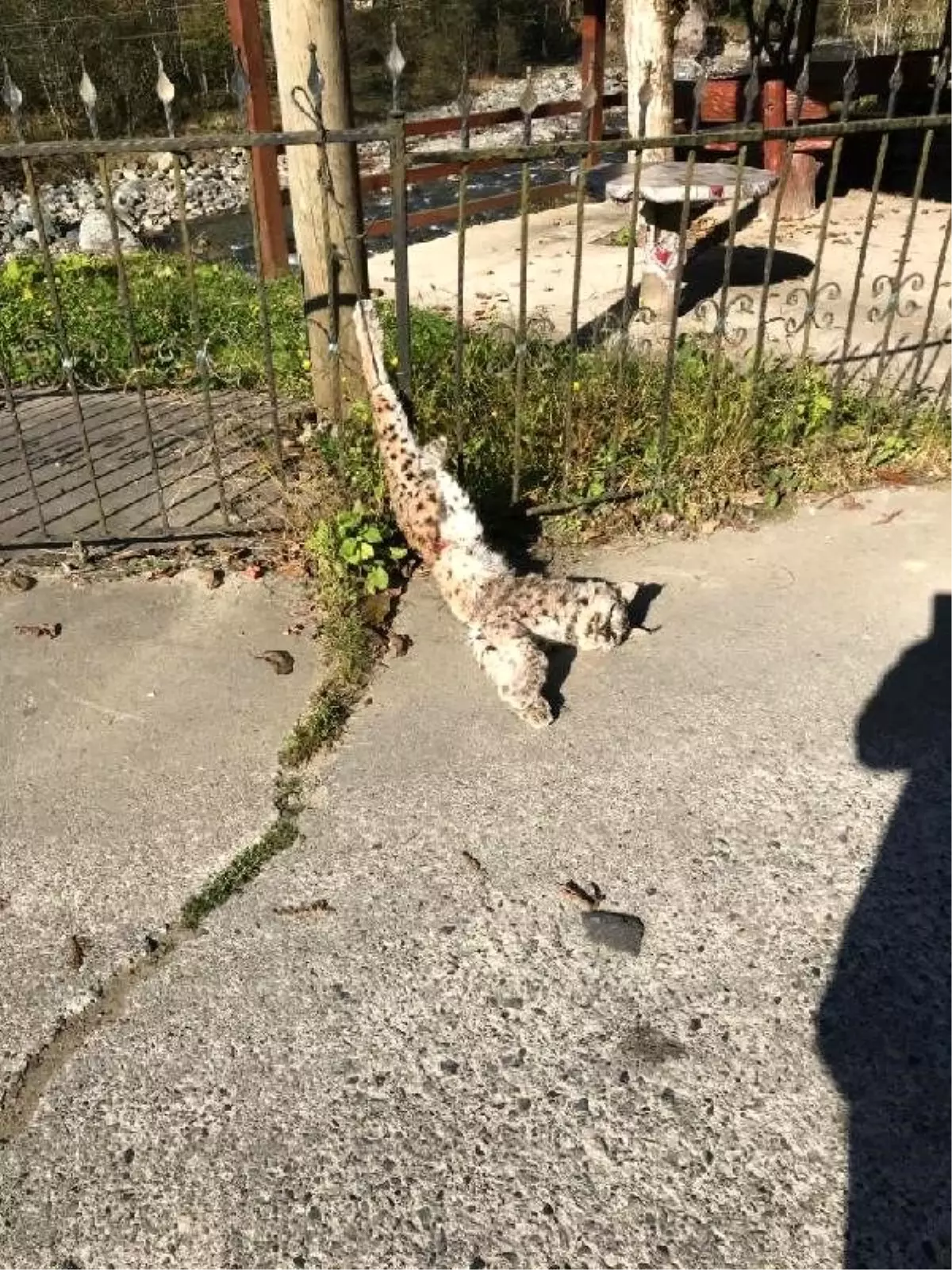 Vaşağı öldürenleri özel ekip arıyor