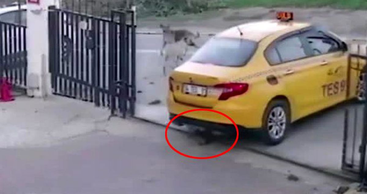 Vicdansız taksici, arabasıyla yavru köpeğin üzerinden geçti