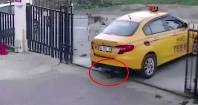 Vicdansız taksici, arabasıyla yavru köpeğin üzerinden geçti