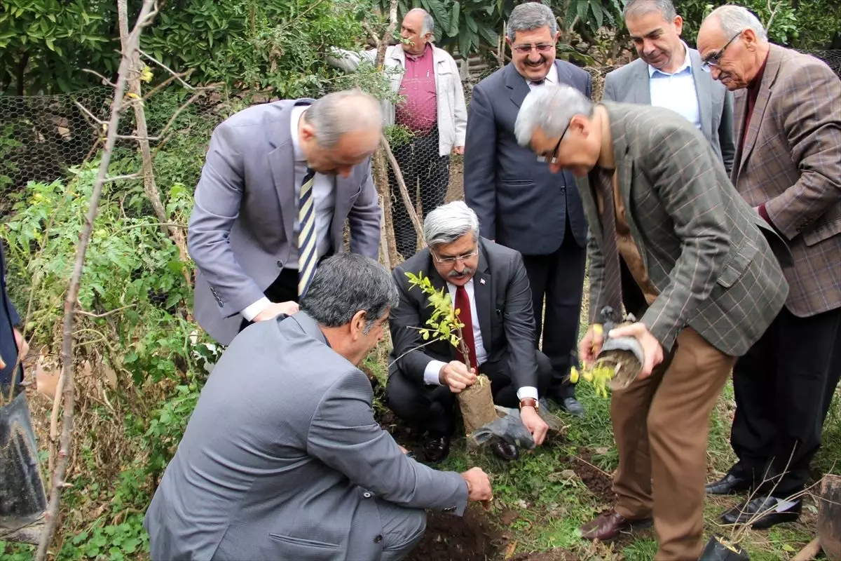 Kırıkhan'da 900 nar fidanı dağıtıldı