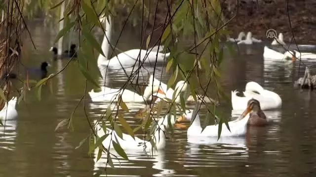 Gölbaşı Gölleri Tabiat Parkı'nda sonbahar güzelliği