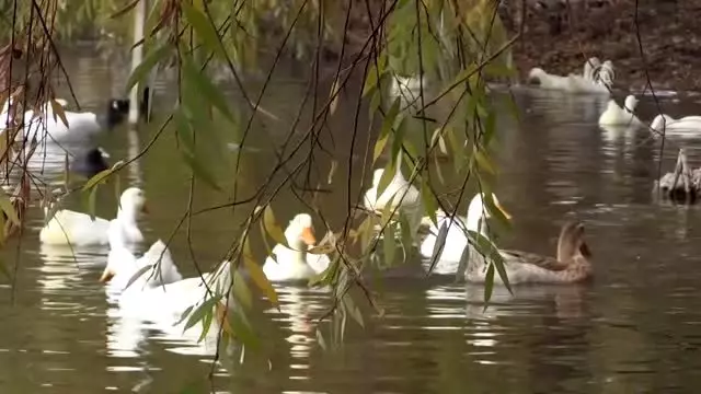 Gölbaşı Gölleri Tabiat Parkı'nda sonbahar güzelliği
