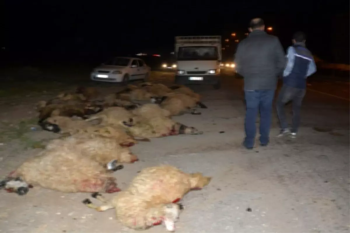 Otomobil koyun sürüsüne çarptı: 40 koyun telef oldu