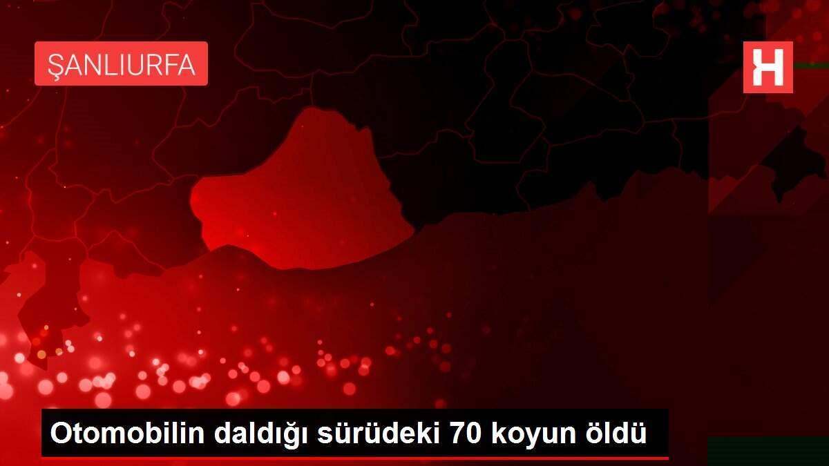 Otomobilin daldığı sürüdeki 70 koyun öldü