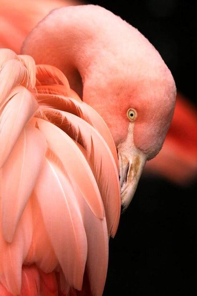 İphone duvar kağıdı ve en güzel iphone duvar kağıtları! En güzel iphone temaları ve iphone zil sesi yapma