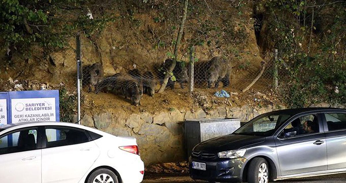 Sarıyer'de aç kalan yaban domuzları mahalleye indi: Mahalleli hayvanları ekmeklerle besledi
