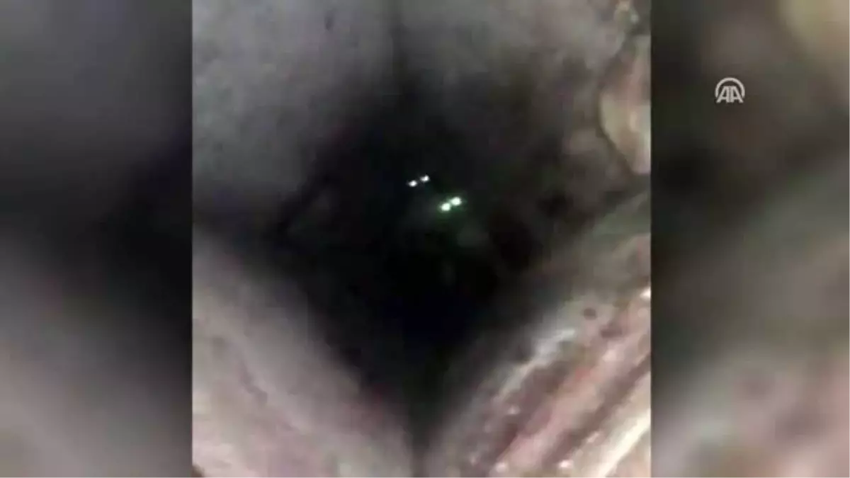 Kaybolan iki köpek mazgalda bulundu