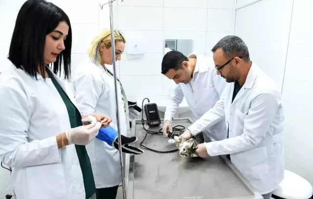 Sokak hayvanları kısırlaştırılıyor Sokak hayvanları kısırlaştırılıyor
