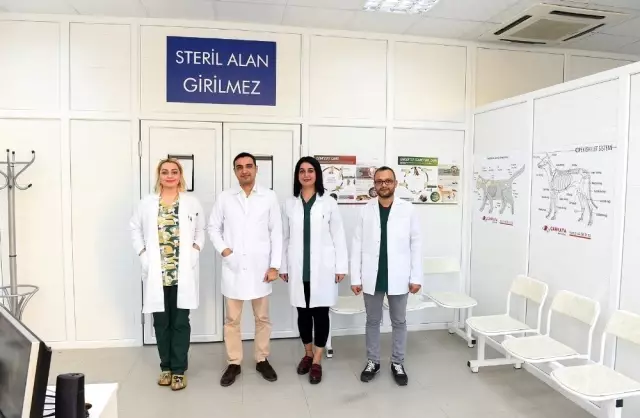 Sokak hayvanları kısırlaştırılıyor Sokak hayvanları kısırlaştırılıyor