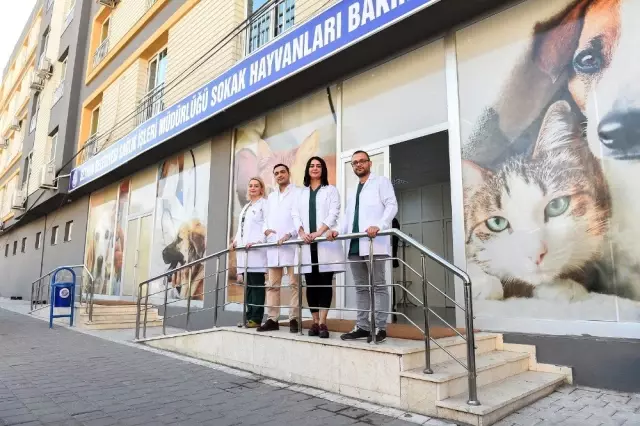 Sokak hayvanları kısırlaştırılıyor Sokak hayvanları kısırlaştırılıyor