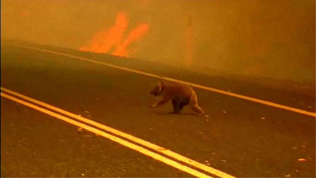 Alevlerden kurtarılan koala Lewis tüm çabalara rağmen kurtarılamadı