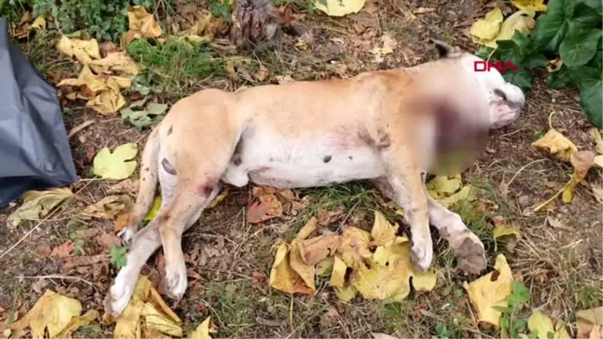 Lisede köpek katliamı! Korkunç manzaranın tanığı öğrenciler oldu Haberler