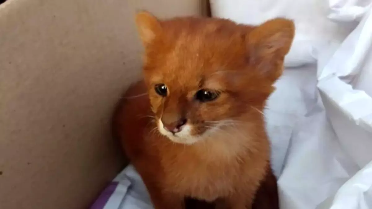 Eve getirdiği 'kedi yavruları' puma çıktı