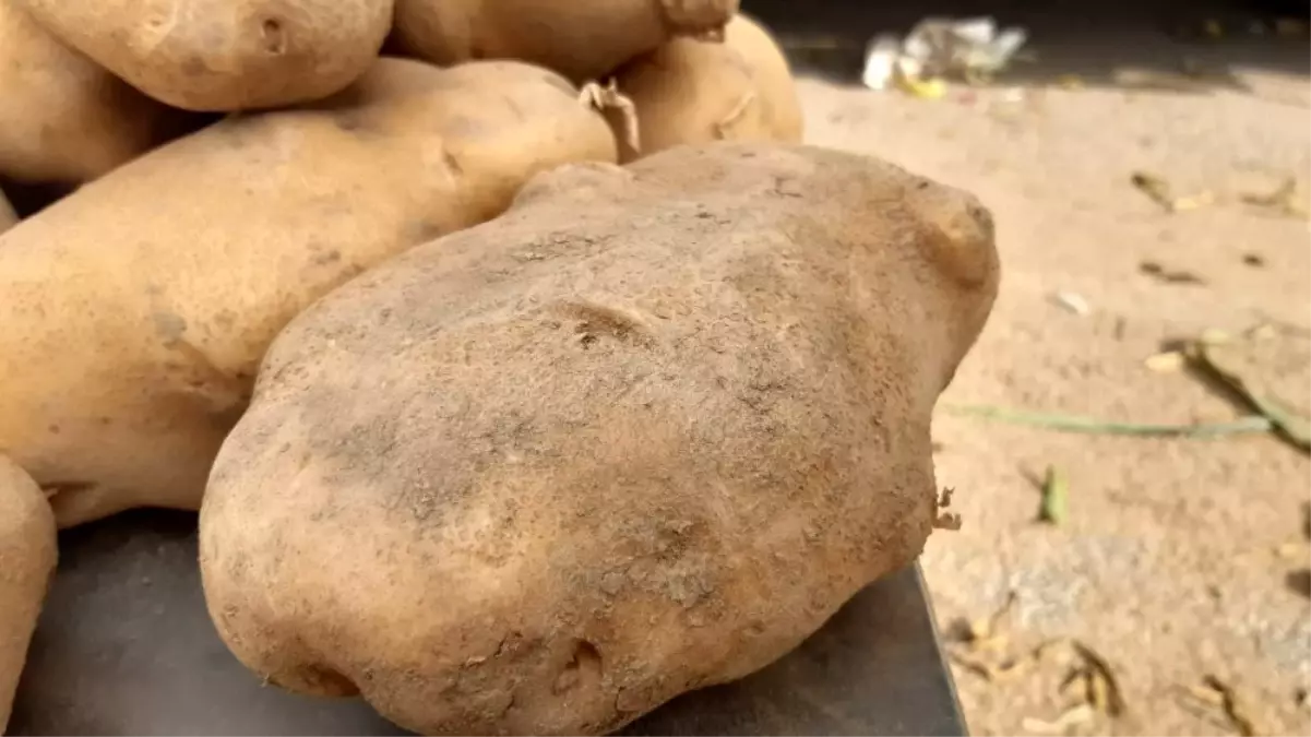 Tanesi 1 kiloyu geçiyor