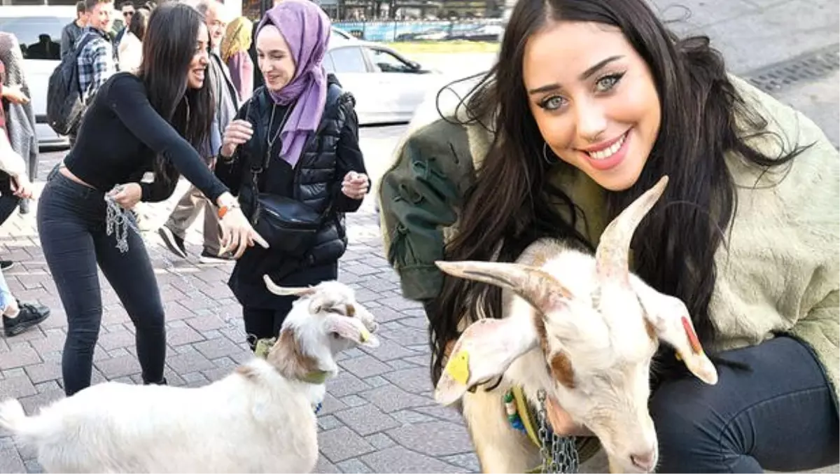 Zeynep Alkan, Beşiktaş'ta keçi gezdirdi