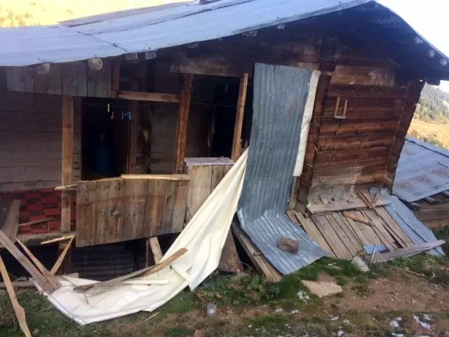 Artvin'de yayla evlerine ayı baskını Artvin'de yayla evlerine ayı baskını