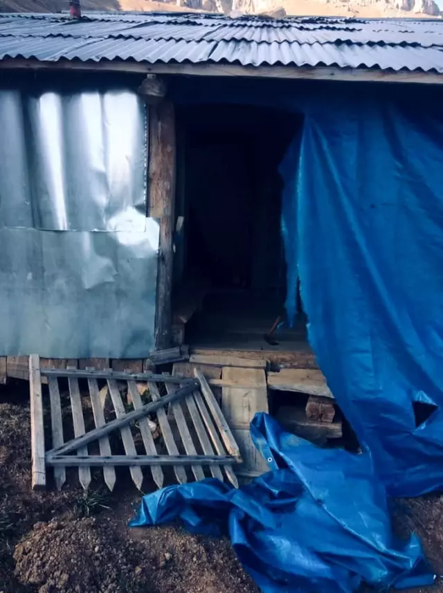 Artvin'de yayla evlerine ayı baskını Artvin'de yayla evlerine ayı baskını