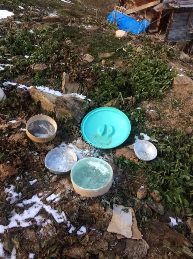 Artvin'de yayla evlerine ayı baskını Artvin'de yayla evlerine ayı baskını