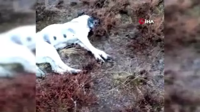 Hayvan hırsızları 9 çoban köpeği zehirledi Haber
