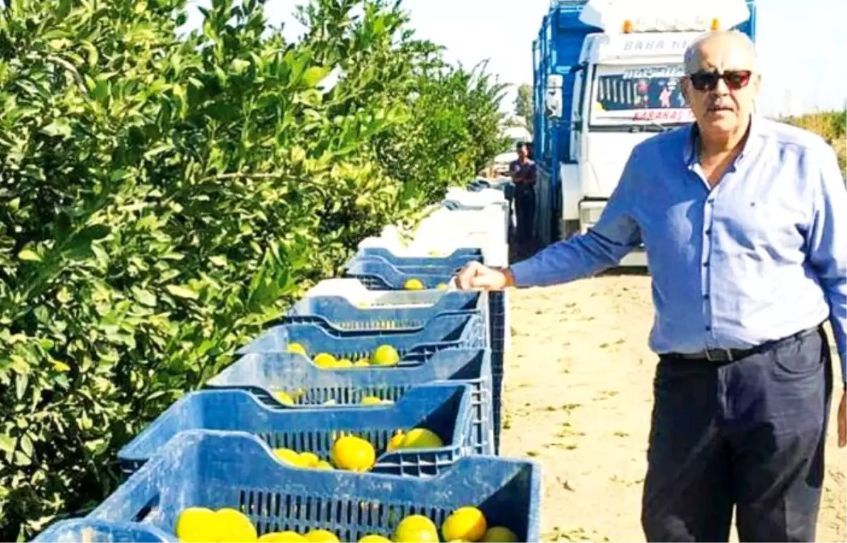 Adana narenciye üreticileri meyve sineğini yendi