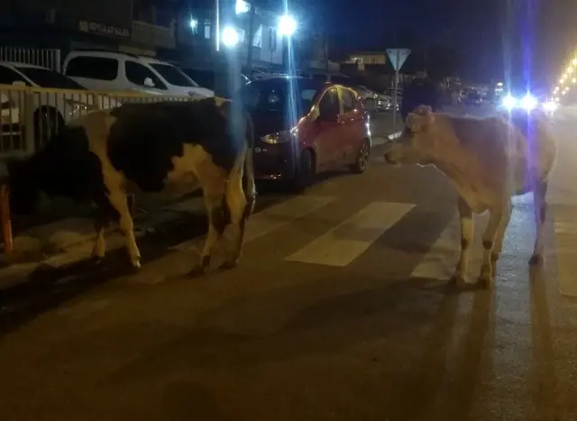 Aniden yola çıkan inek kazaya yol açtı