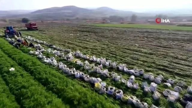 Başkentte, 4 bin Suriyeli havuç söküyor