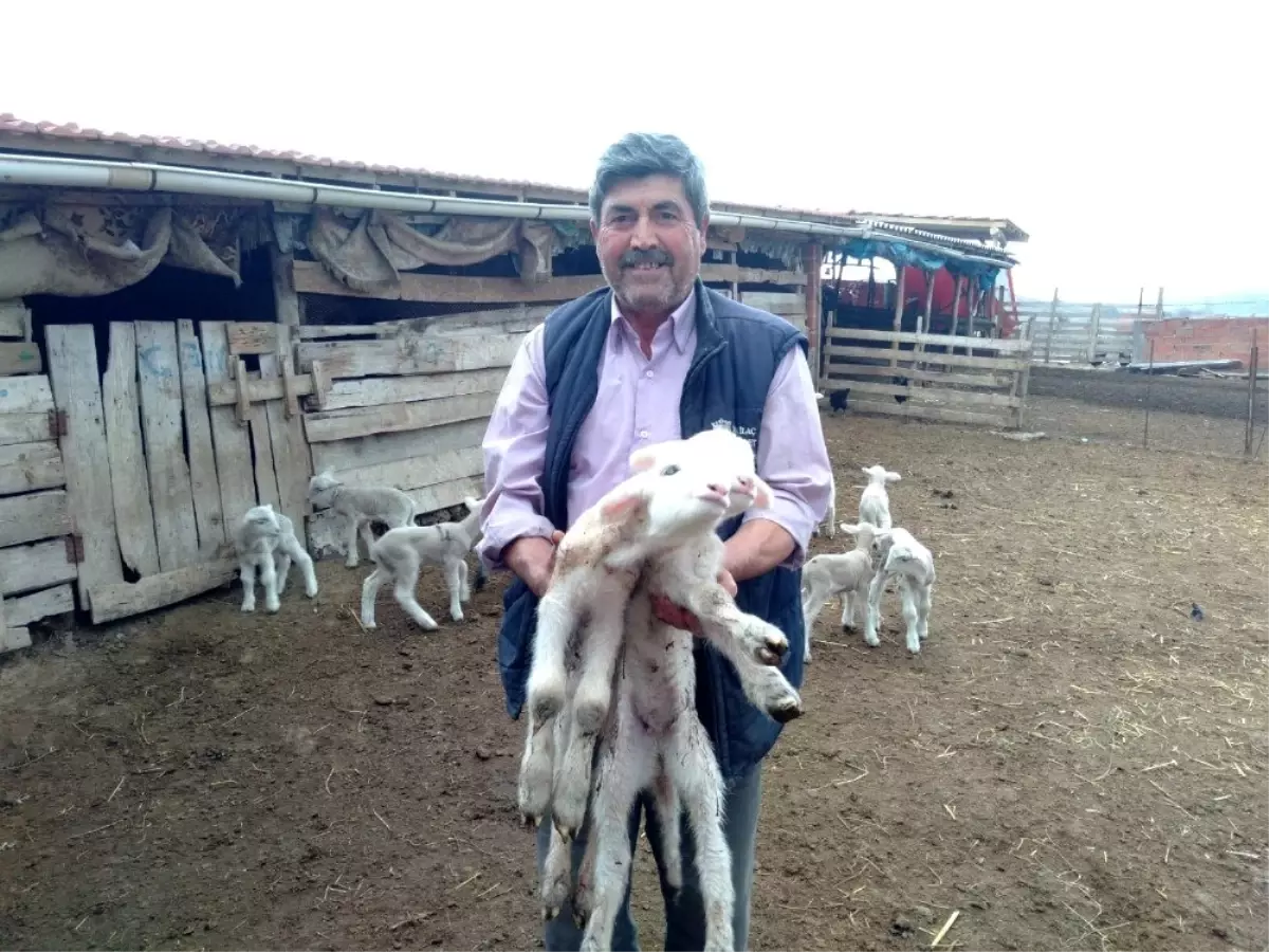 Doğumda annesini kaybeden kuzu, 'Anne, anne' diye meliyor