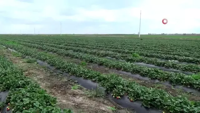 Doktorasını dondurdu, çiftçi oldu Doktorasını dondurdu, çiftçi oldu