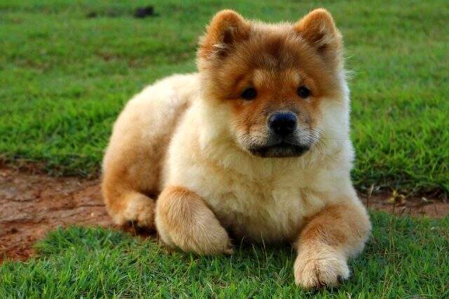 En iyi köpek cinsleri! Samoyed, chihuahua, akita, border collie, bull terrier, yorkshire terrier, shih tzu, danua, chow chow, papillon köpek cinsleri