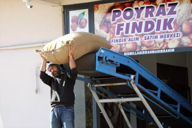 Fındık fiyatları üreticinin beklentisine uygun seyrediyor Fındık fiyatları üreticinin beklentisine uygun seyrediyor