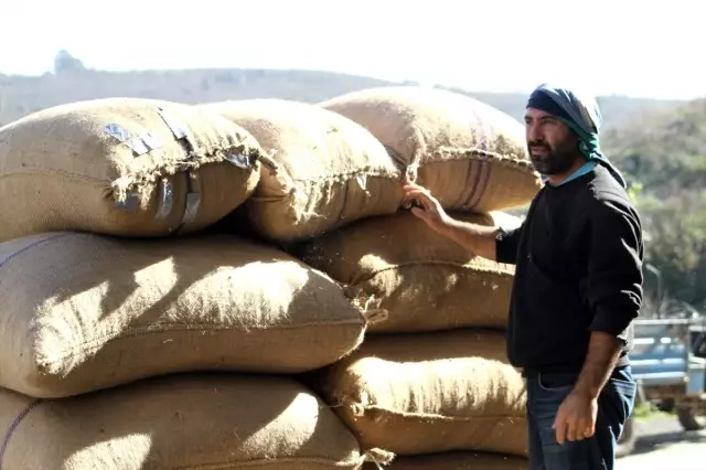 Fındık fiyatları üreticinin beklentisine uygun seyrediyor Fındık fiyatları üreticinin beklentisine uygun seyrediyor