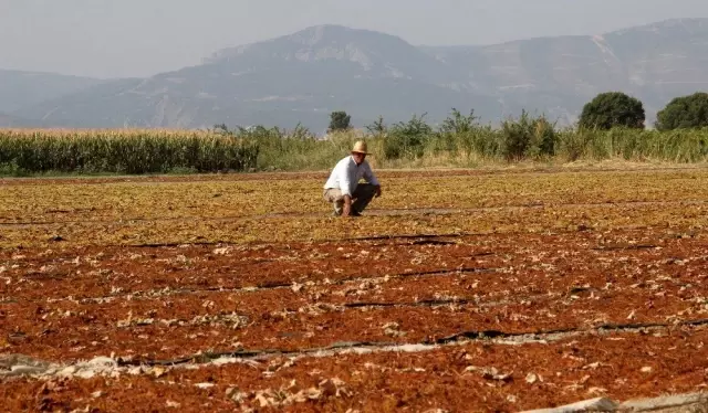 Manisa, kurutmalık ve sofralık çekirdeksiz üzüm üretiminde ilk sırada Manisa, kurutmalık ve sofralık çekirdeksiz üzüm üretiminde ilk sırada