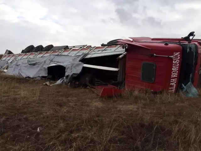 Sivas'ta hayvan yüklü tır devrildi Sivas'ta hayvan yüklü tır devrildi