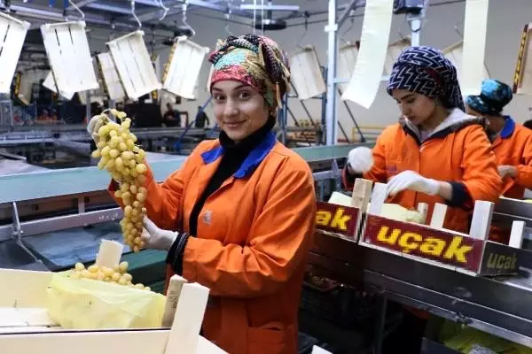 Sultaniye üzümünde bu yılın son hasat dönemi başladı