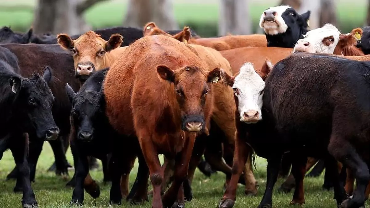 Süt üretimini artırmak için Rusya'da ineklere sanal gözlük takıldı