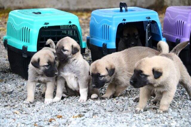 Terörle mücadelede kangal köpekleri görev alacak