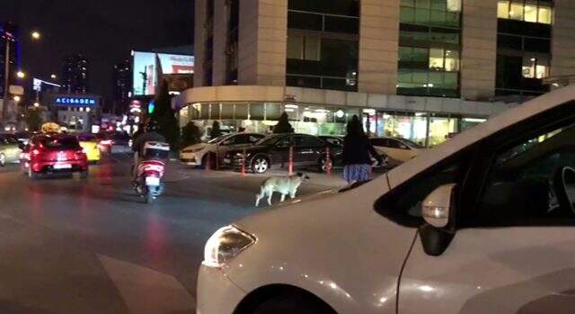 Yaya geçidinde bekleyen köpeği trafiği durdurup yolun karşısına geçen kadın sürücü kamerada
