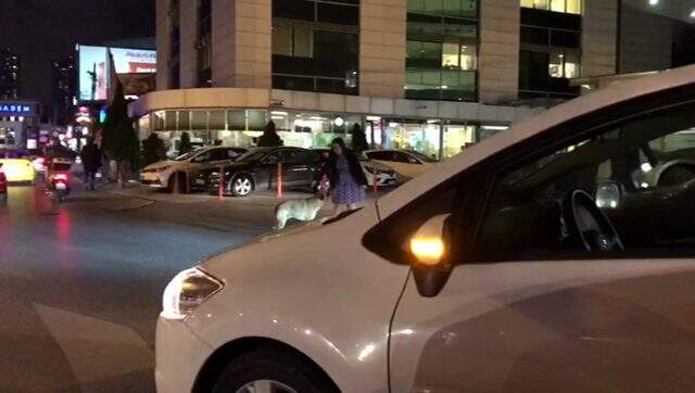 Yaya geçidinde bekleyen köpeği trafiği durdurup yolun karşısına geçen kadın sürücü kamerada