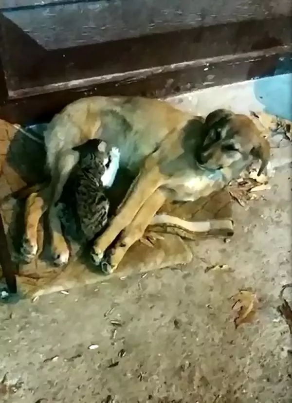 Sokak köpeği, yavru kediye anne oldu Haberler