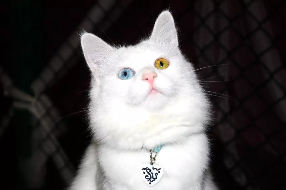 Van kedilerinin dünya çapında popülerliği arttı