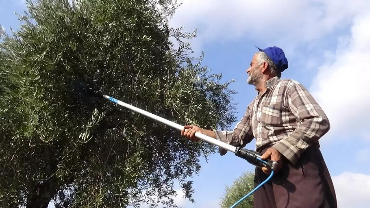 Zeytin hasadında sona gelindi