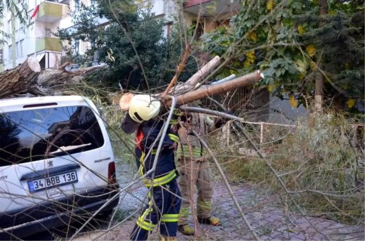Avcılar'da otomobilin üstüne ağaç devrildi