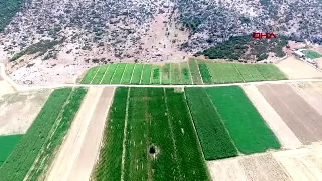 Isparta yasa dışı kenevire uydudan takip Isparta yasa dışı kenevire uydudan takip