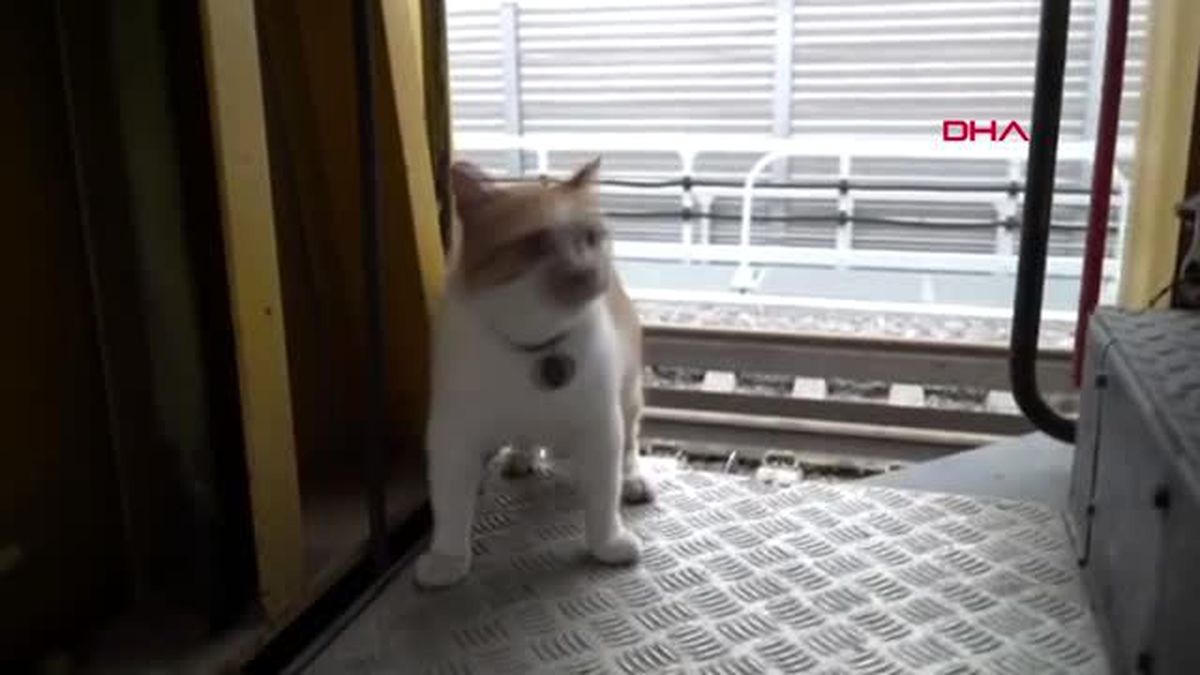 Kerç boğazı köprüsü'nün maskotu kedi için doğum günü partisi düzenlendi