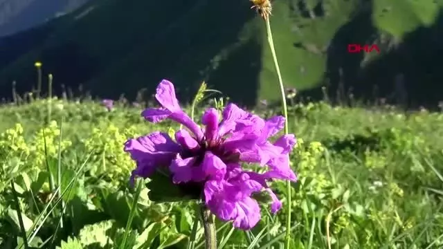 Rize karadeniz'de yeni uzungöl ve ayder oluşturulacak Rize karadeniz'de yeni uzungöl ve ayder oluşturulacak